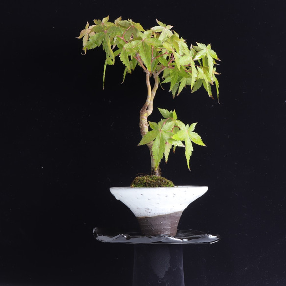 手造りの鉢に活けた紅葉・モミジの盆栽 1枚目の画像