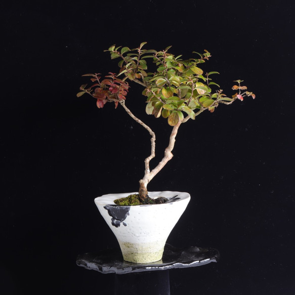 手造りの鉢に活けた百日紅・サルスベリの盆栽 1枚目の画像