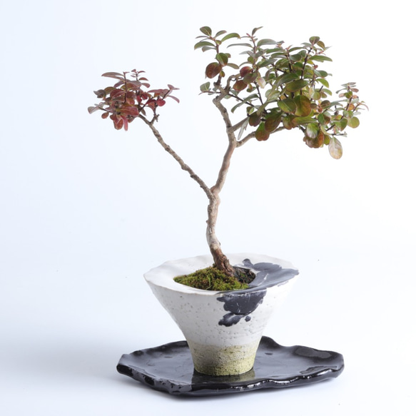 手造りの鉢に活けた百日紅・サルスベリの盆栽 2枚目の画像