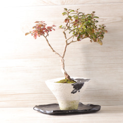 手造りの鉢に活けた百日紅・サルスベリの盆栽 4枚目の画像