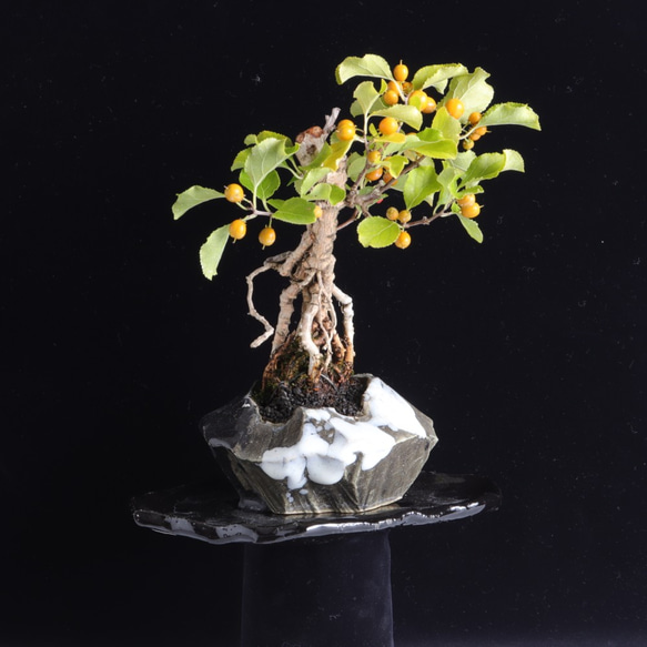 手造りの鉢に活けた蔓梅擬・ツルウムモドキの盆栽 1枚目の画像