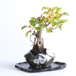 手造りの鉢に活けた蔓梅擬・ツルウムモドキの盆栽 2枚目の画像