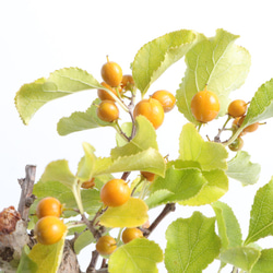 手造りの鉢に活けた蔓梅擬・ツルウムモドキの盆栽 3枚目の画像