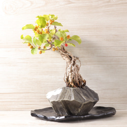 手造りの鉢に活けた蔓梅擬・ツルウムモドキの盆栽 5枚目の画像