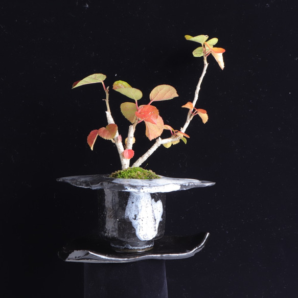 手造りの鉢に活けた浜坊・ハマボウの盆栽 1枚目の画像