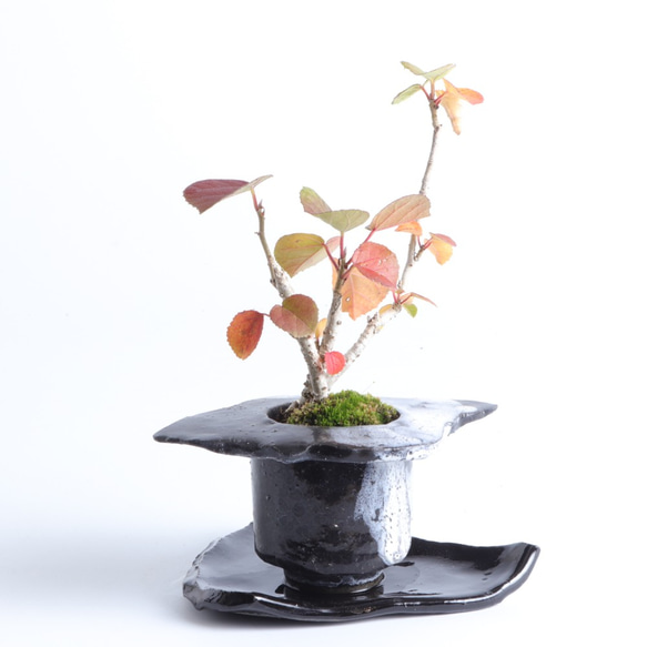 手造りの鉢に活けた浜坊・ハマボウの盆栽 2枚目の画像