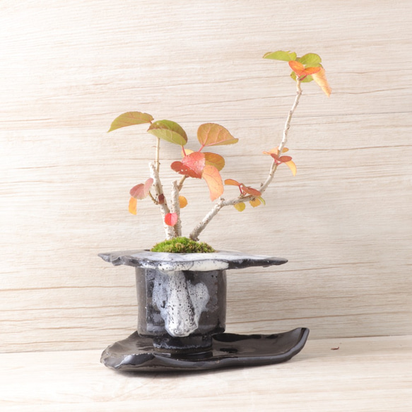 手造りの鉢に活けた浜坊・ハマボウの盆栽 4枚目の画像
