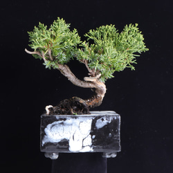 盆栽 真拍 盆栽鉢 真柏（しんぱく）│盆栽、盆栽書籍、盆栽鉢の