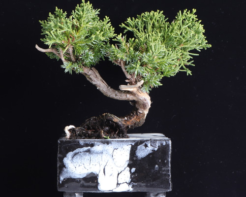 真柏・シンパクの盆栽 手造りの鉢に 盆栽 イマplants 通販 12868663
