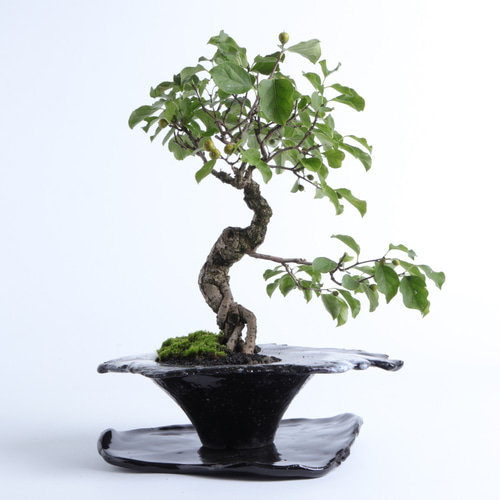 蔓梅擬・ツルウメモドキの盆栽 手造りの鉢に 盆栽 イマplants