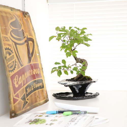 蔓梅擬（ツルウメモドキ）盆栽 SS003 蔓梅擬(ツルウメモドキ