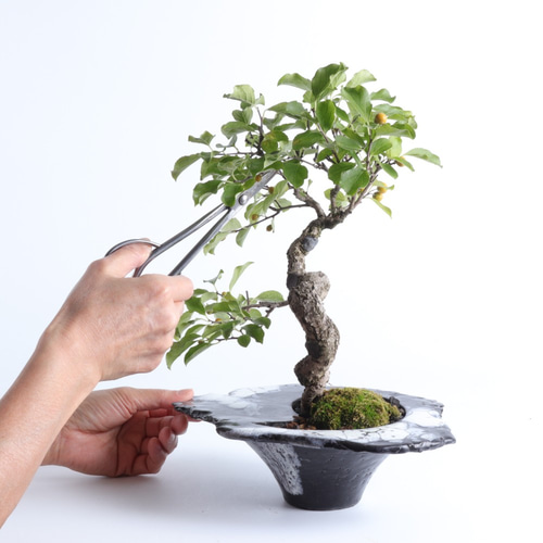 蔓梅擬・ツルウメモドキの盆栽 手造りの鉢に 盆栽 イマplants
