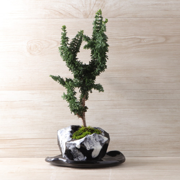 石化檜・セッカヒノキの盆栽　手造りの鉢に 4枚目の画像