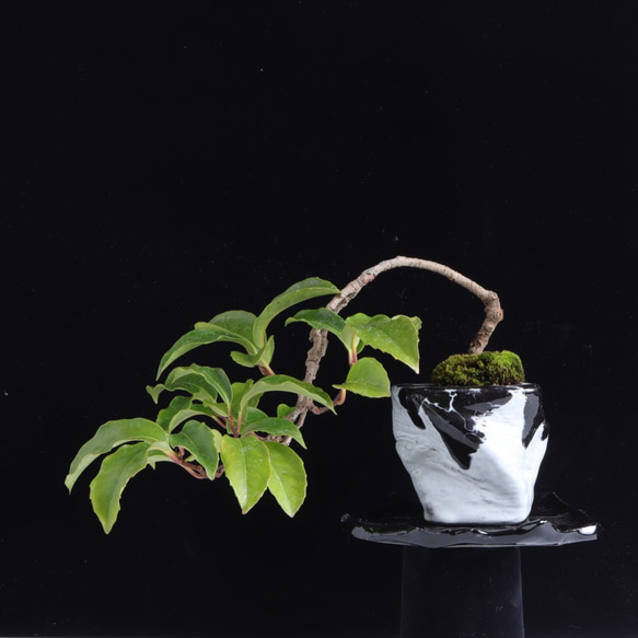 美男葛・ビダンカズラの盆栽 手造りの鉢に 盆栽 イマplants 通販