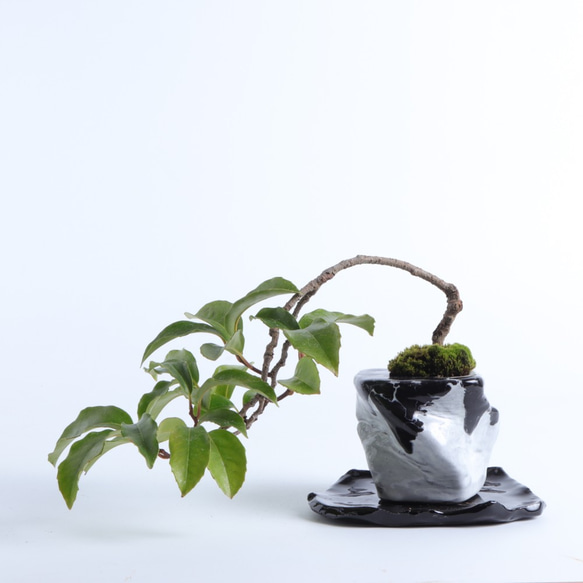 美男葛・ビダンカズラの盆栽　手造りの鉢に 2枚目の画像