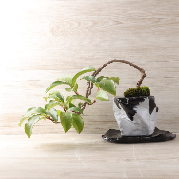 美男葛・ビダンカズラの盆栽　手造りの鉢に 4枚目の画像