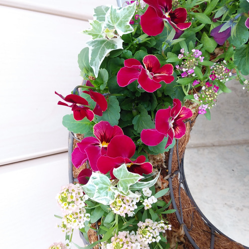 ビオラとアリッサムのリース型寄せ植え＊* その他インテリア雑貨