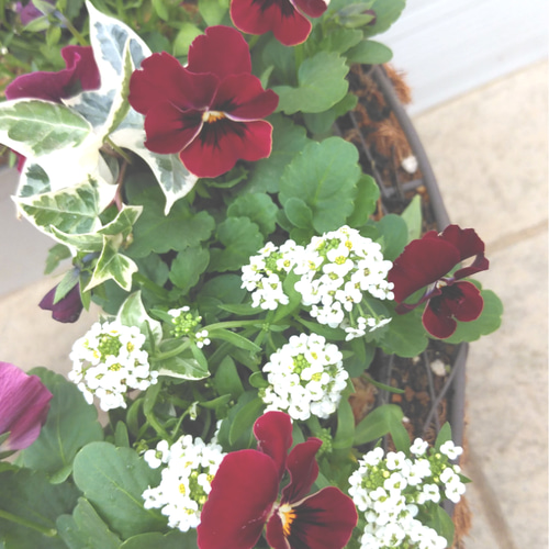 ビオラとアリッサムのリース型寄せ植え＊* その他インテリア雑貨