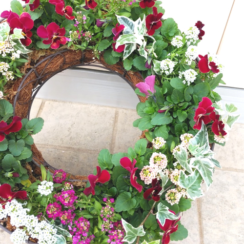 ★訳あり　ビオラとアリッサムのリース ビオラとアリッサムのリース型寄せ植え＊* その他インテリア雑貨