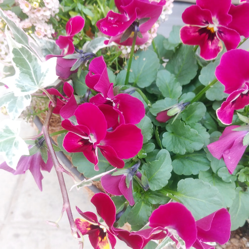 ビオラとアリッサムのリース型寄せ植え＊* その他インテリア雑貨