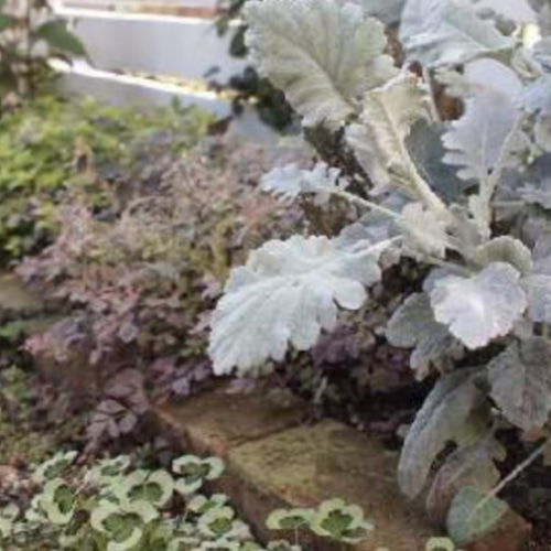 シロタエギク ニュールック 2ポットセット！ その他インテリア雑貨