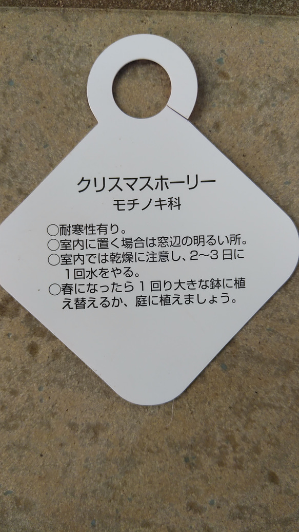 クリスマスホーリー　苗＊* 6枚目の画像