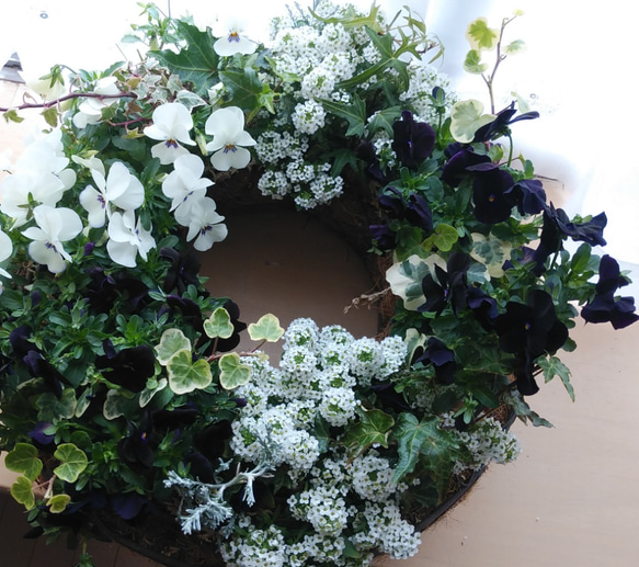 ホワイト&ブラックビオラのリース型寄せ植え＊* その他