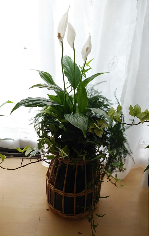 　お部屋で楽しむ観葉植物の寄せ植え＊* 2枚目の画像