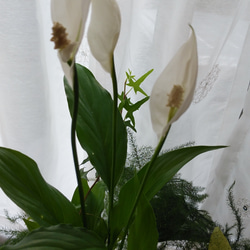 　お部屋で楽しむ観葉植物の寄せ植え＊* 4枚目の画像