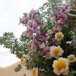 セール！ 小花たっぷりの寄せ植え＊* 3枚目の画像