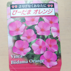レア！北島園芸さんのビンカ　びーだまオレンジ＊* 5枚目の画像