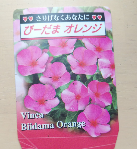 レア！北島園芸さんのビンカ　びーだまオレンジ＊* 5枚目の画像