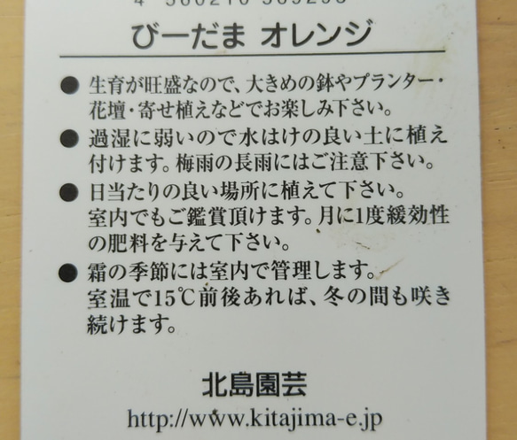 レア！北島園芸さんのビンカ　びーだまオレンジ＊* 6枚目の画像