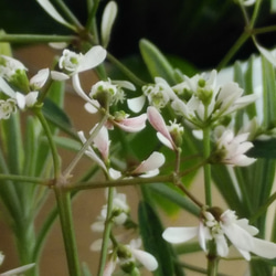 手作りバスケットの寄せ植え＊*　 7枚目の画像