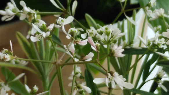 手作りバスケットの寄せ植え＊*　 7枚目の画像