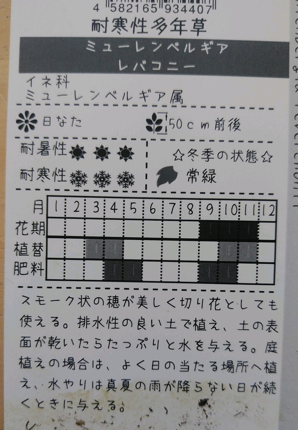 レア！オーナメンタルグラス　ミューレンベルギア　レバコニー＊* 5枚目の画像