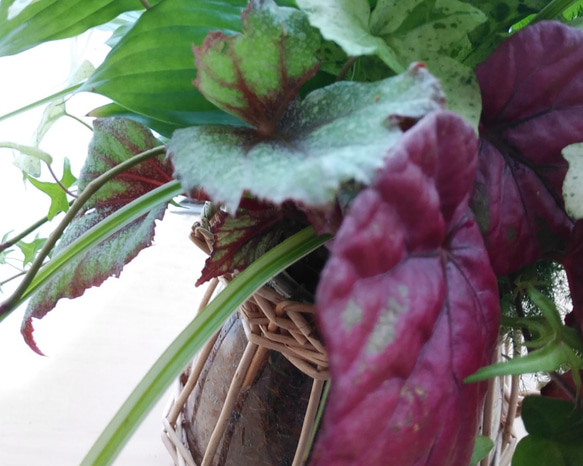 　お部屋で楽しむ観葉植物の寄せ植え②＊* 2枚目の画像