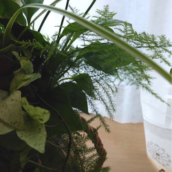 　お部屋で楽しむ観葉植物の寄せ植え②＊* 4枚目の画像