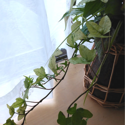 　お部屋で楽しむ観葉植物の寄せ植え②＊* 5枚目の画像