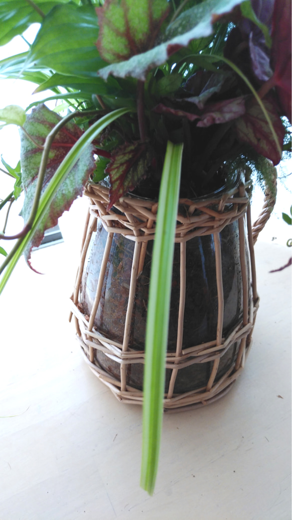 　お部屋で楽しむ観葉植物の寄せ植え②＊* 6枚目の画像