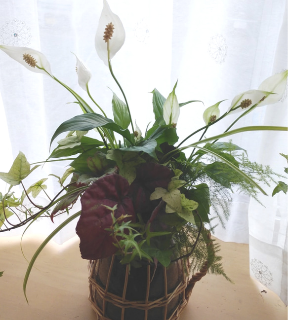 　お部屋で楽しむ観葉植物の寄せ植え②＊* 8枚目の画像