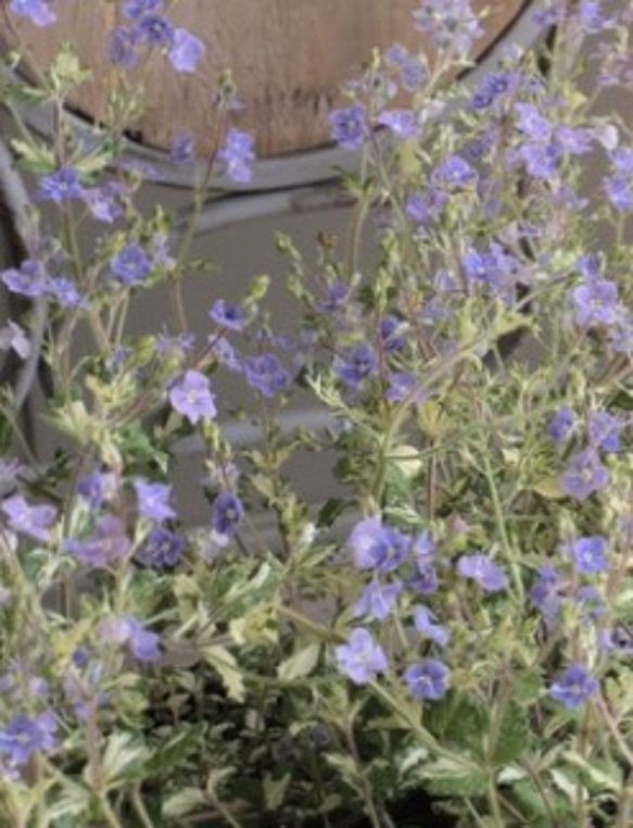 春に咲かせる！宿根草　ベロニカ　ミッフィーブルート　２ポットセット 2枚目の画像