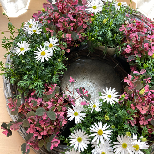 オキザリス 雅 2ポットセット その他インテリア雑貨 アイビー 通販  