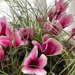 　花材お任せ！お歳暮!　手作りバスケットの寄せ植え＊*　 4枚目の画像