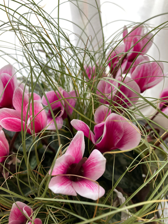 　花材お任せ！お歳暮!　手作りバスケットの寄せ植え＊*　 4枚目の画像