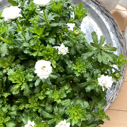 レア！ 八重咲きノースポール 雪の華 2ポットセット その他インテリア