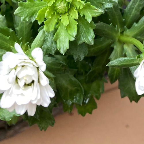 レア！ 八重咲きノースポール 雪の華 2ポットセット その他インテリア