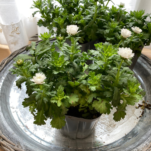 ノースポール✼ レア！ 八重咲きノースポール 雪の華 2ポットセット その他インテリア