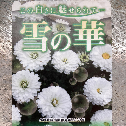 レア！ 八重咲きノースポール 雪の華 2ポットセット その他インテリア