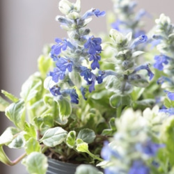 アジュガバリエガータ 2ポットセット その他インテリア雑貨 アイビー